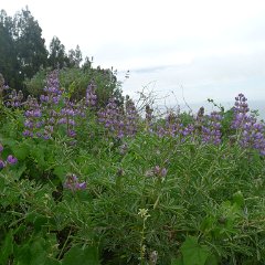 GirlsWildCat 004 : GirlsWildCat